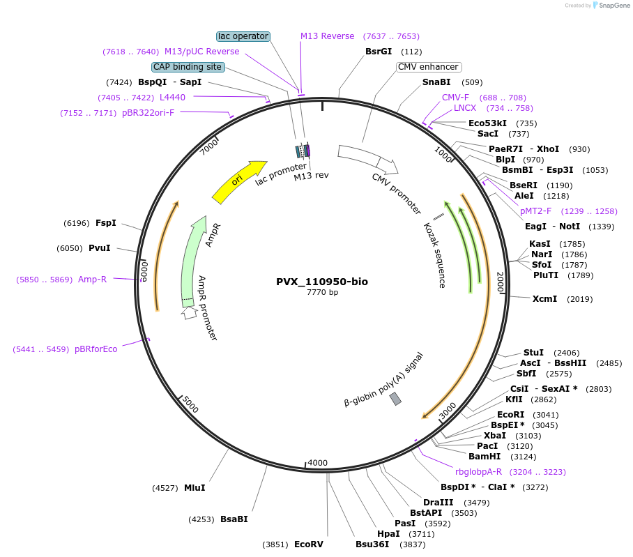 68539-plasmid-map-sequence-id-120668