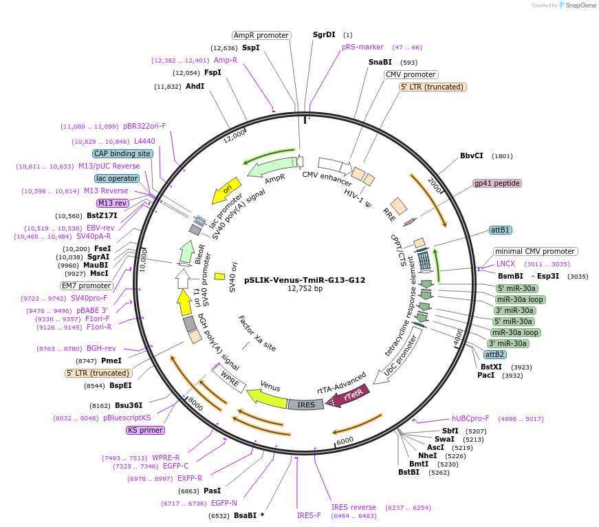 25742-plasmid-map-sequence-id-12067