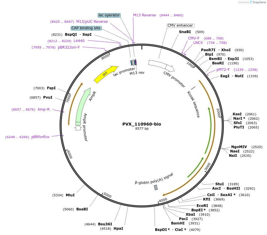 68540-plasmid-map-sequence-id-120670