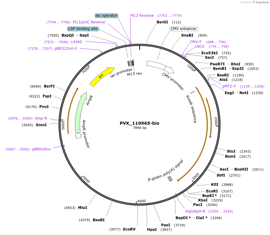 68541-plasmid-map-sequence-id-120672