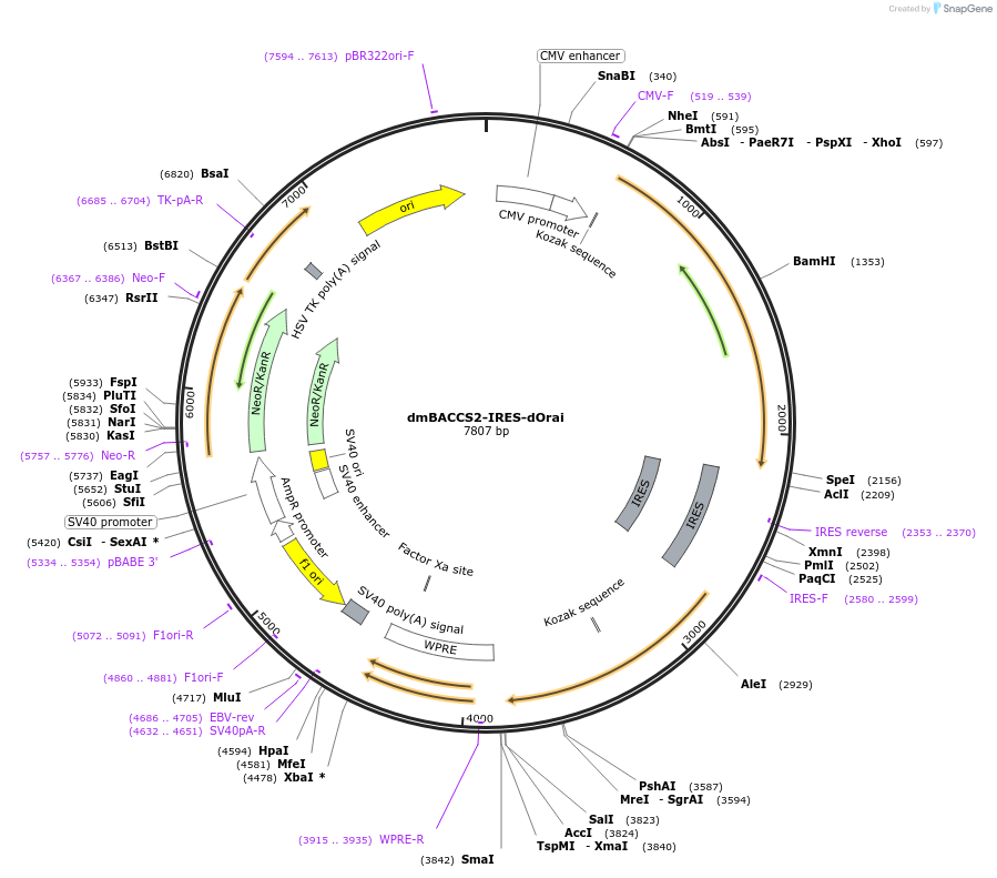 67627-plasmid-map-sequence-id-120686