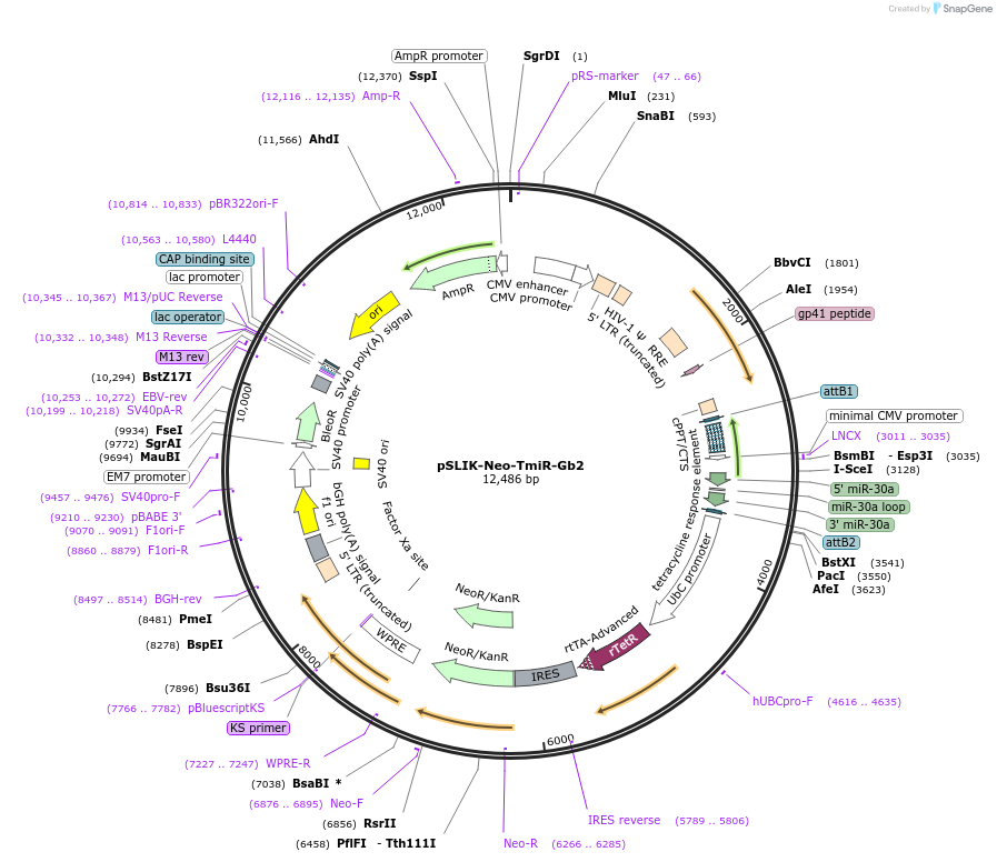 25744-plasmid-map-sequence-id-12069