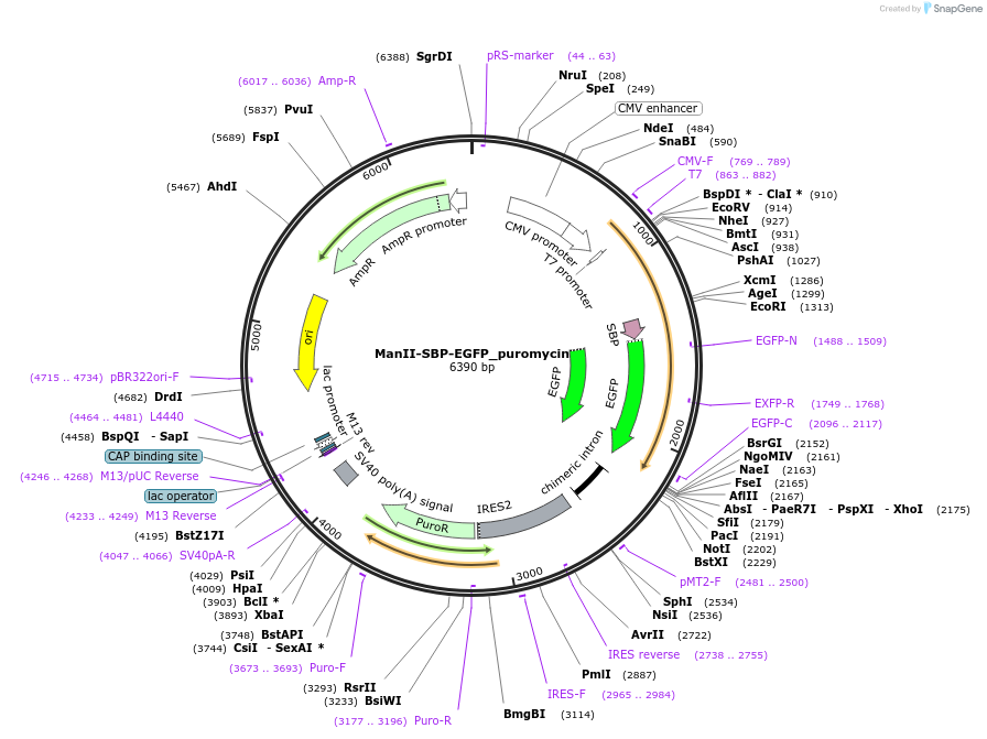 65260-plasmid-map-sequence-id-120696