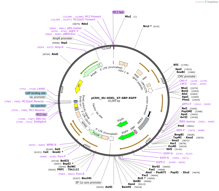 65267-plasmid-map-sequence-id-120699