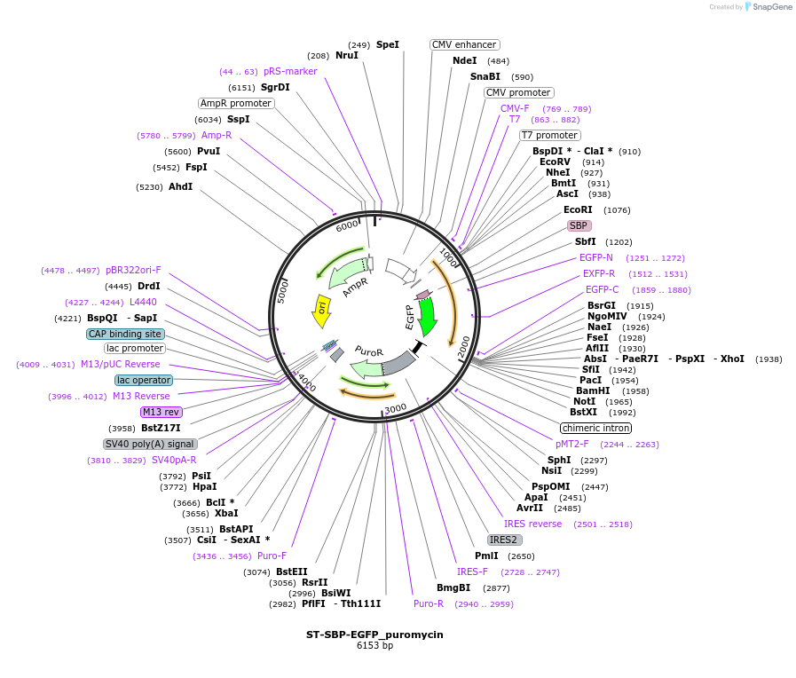 65270-plasmid-map-sequence-id-120700