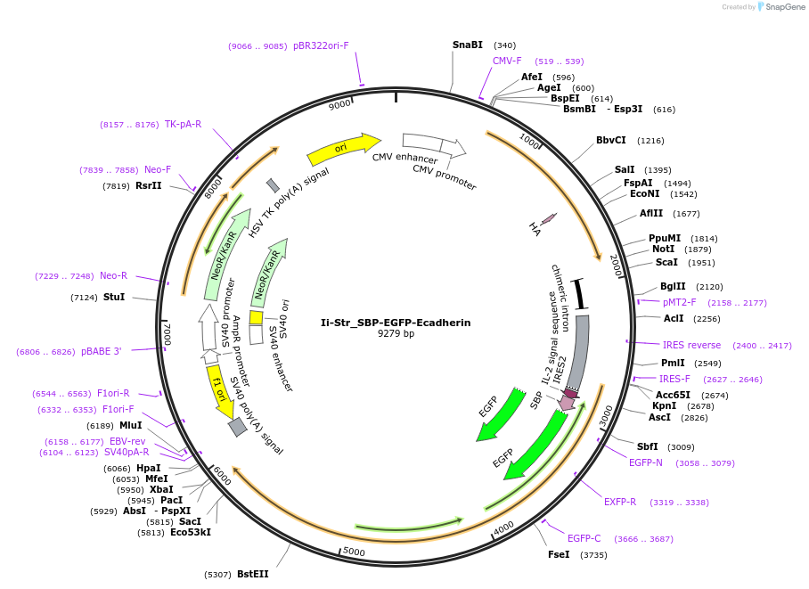 65288-plasmid-map-sequence-id-120704
