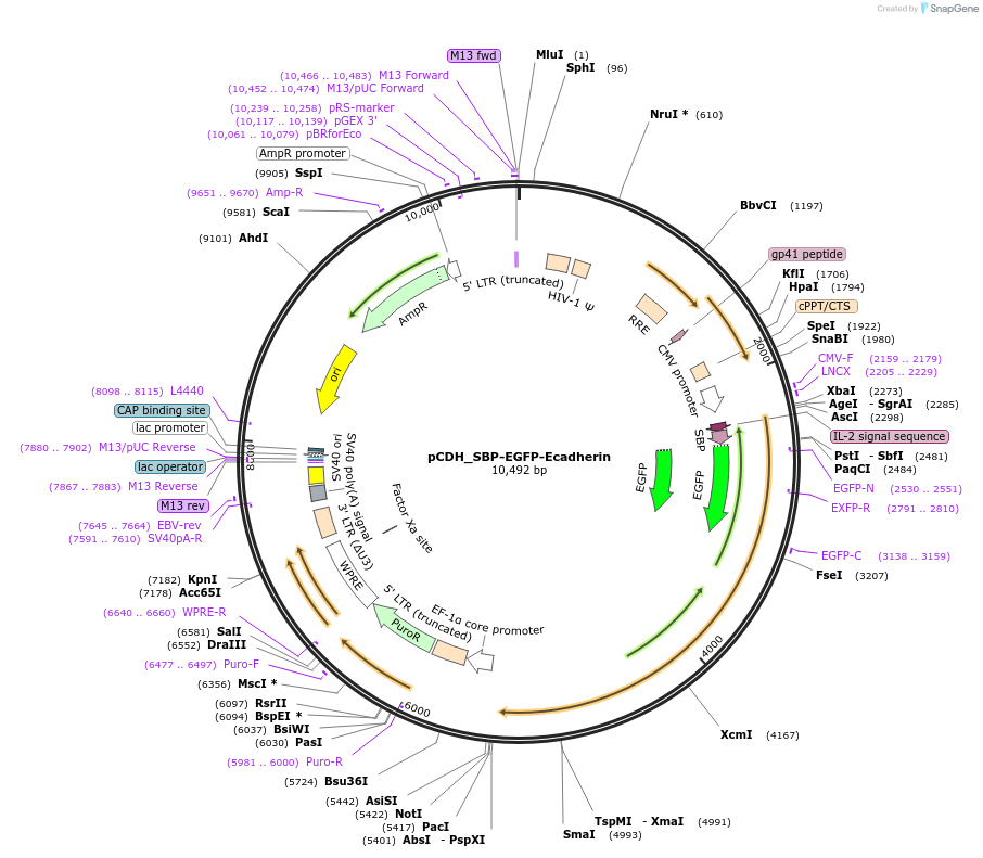 65290-plasmid-map-sequence-id-120706