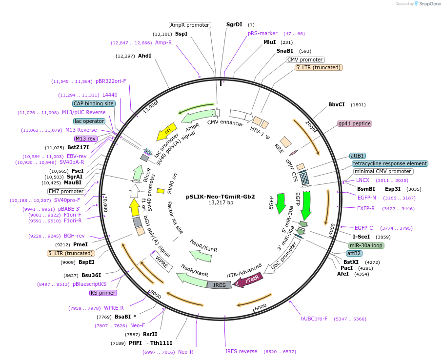25746-plasmid-map-sequence-id-12071