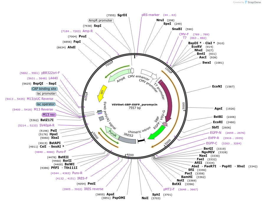 65302-plasmid-map-sequence-id-120715