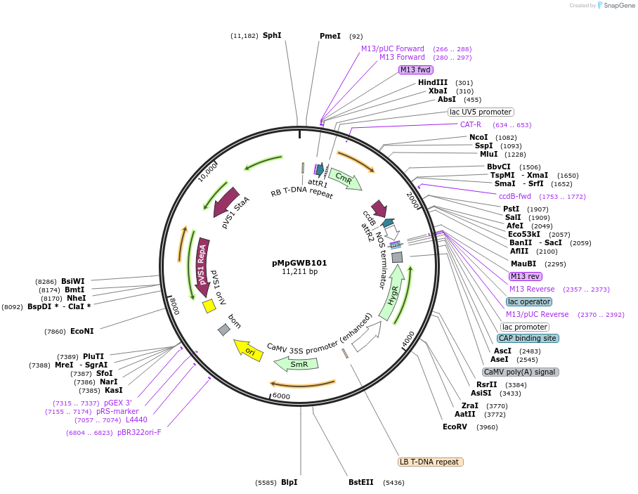 68555-plasmid-map-sequence-id-120736