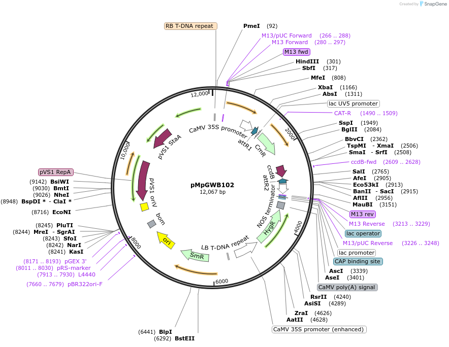 68556-plasmid-map-sequence-id-120737