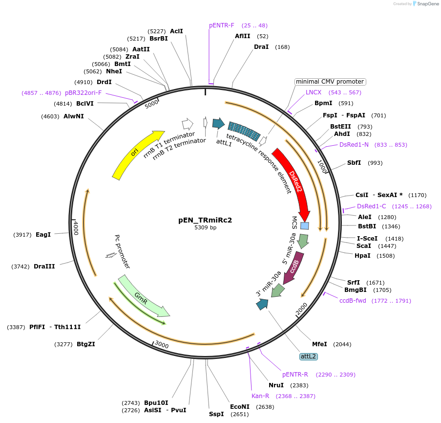 25750-plasmid-map-sequence-id-12075