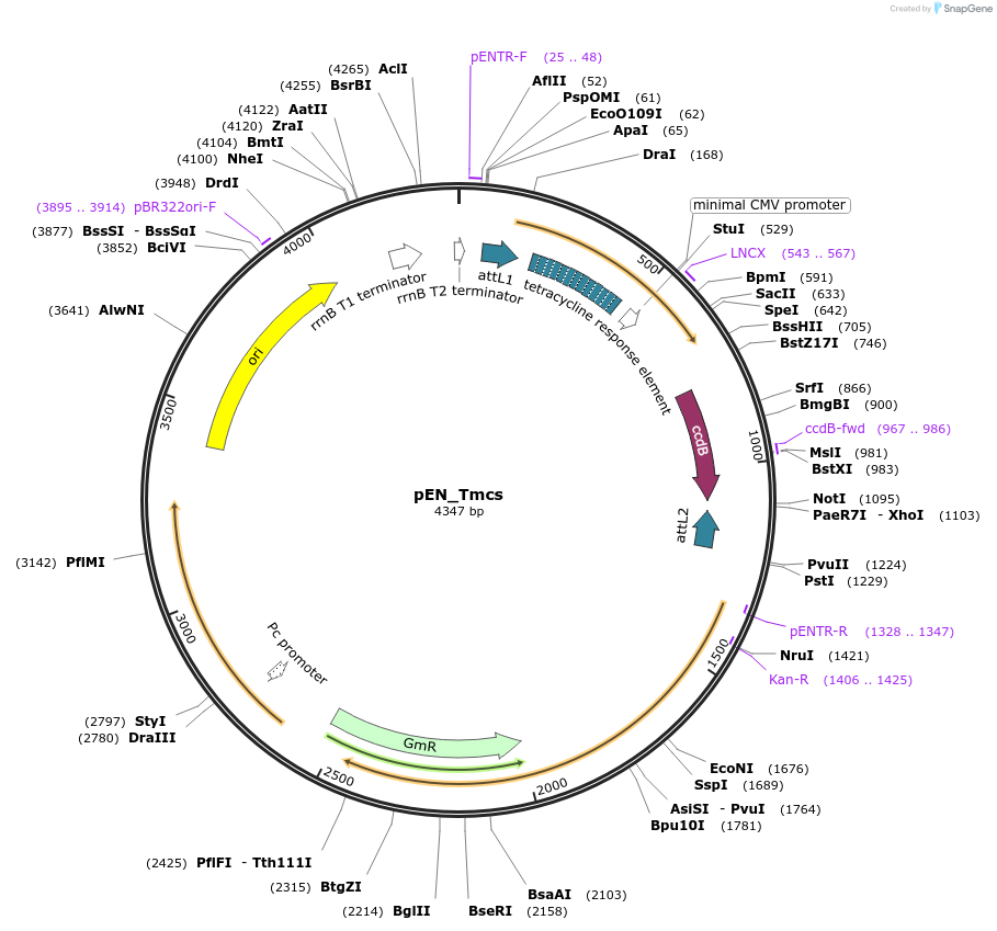 25751-plasmid-map-sequence-id-12076