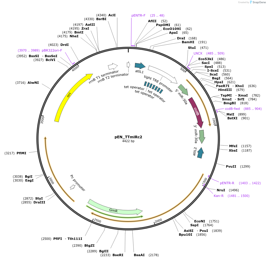 25752-plasmid-map-sequence-id-12077