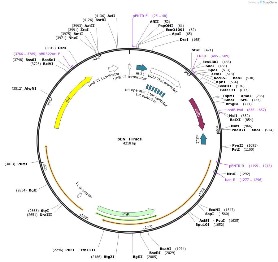 25755-plasmid-map-sequence-id-12080
