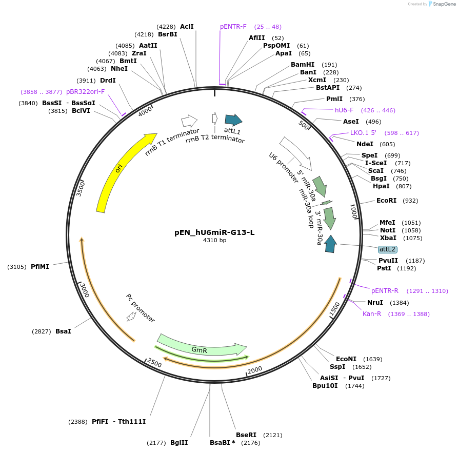 25758-plasmid-map-sequence-id-12083