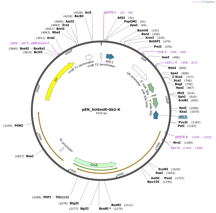 25759-plasmid-map-sequence-id-12084
