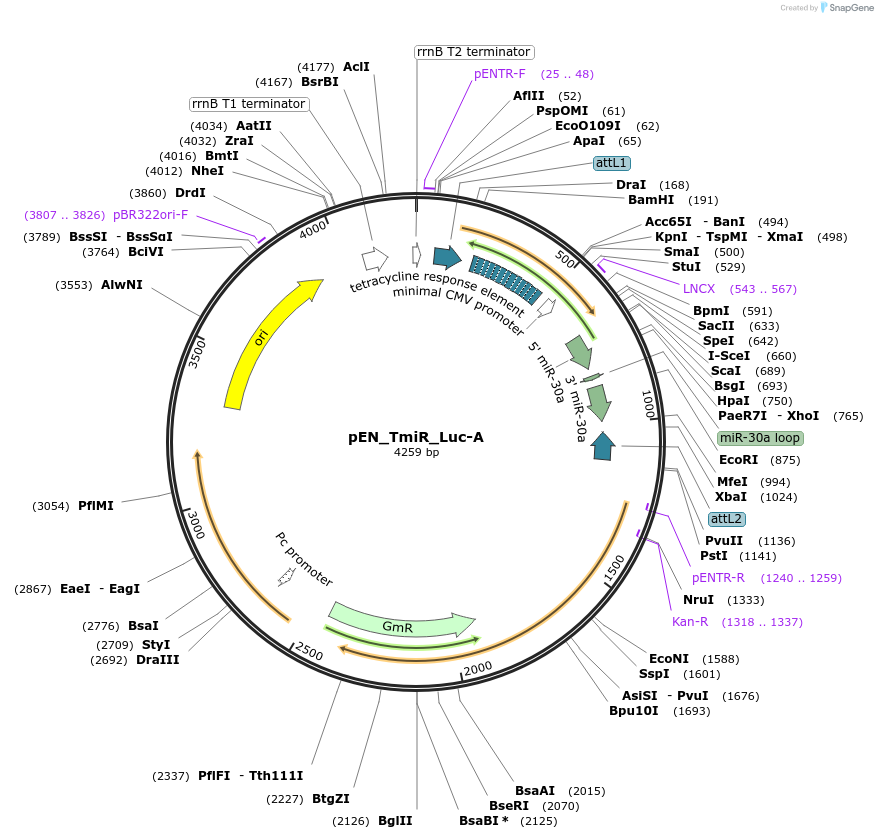 25760-plasmid-map-sequence-id-12085