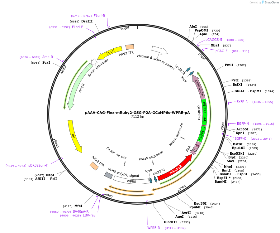 68717-plasmid-map-sequence-id-120856