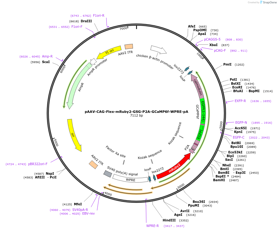 68719-plasmid-map-sequence-id-120857