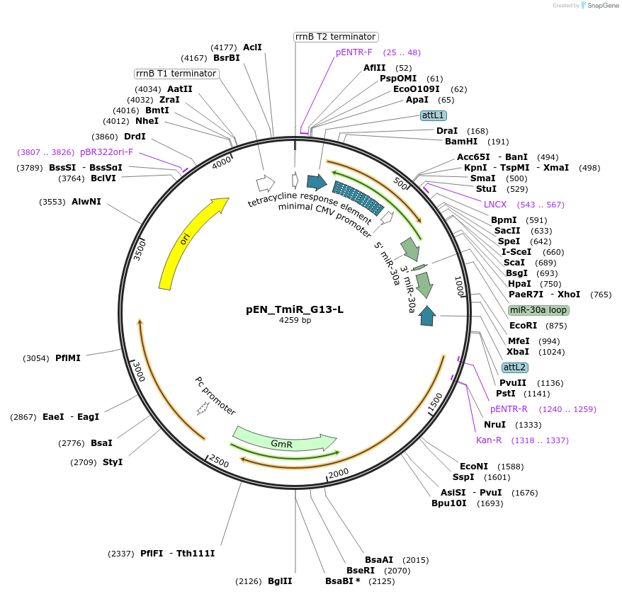 25762-plasmid-map-sequence-id-12087