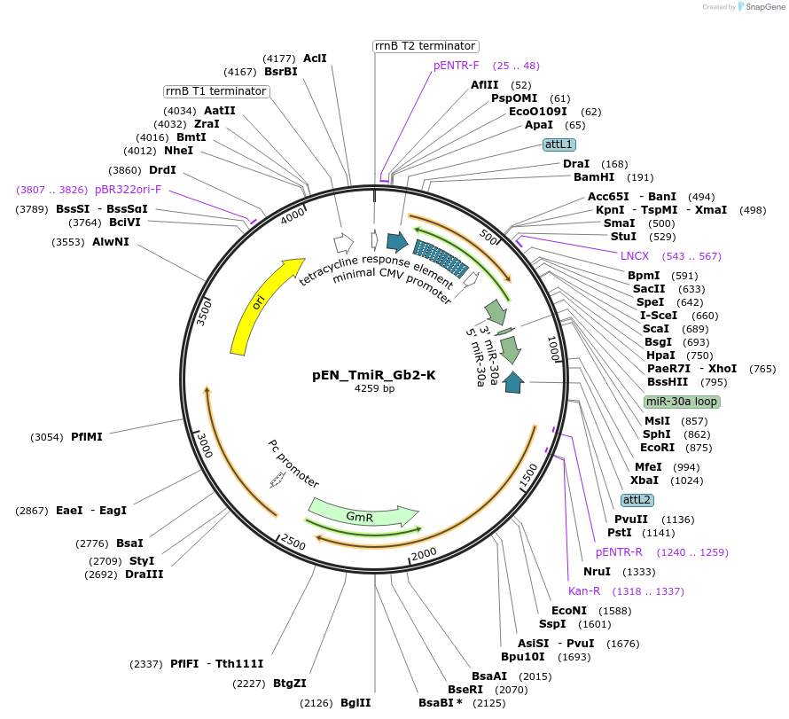 25764-plasmid-map-sequence-id-12089