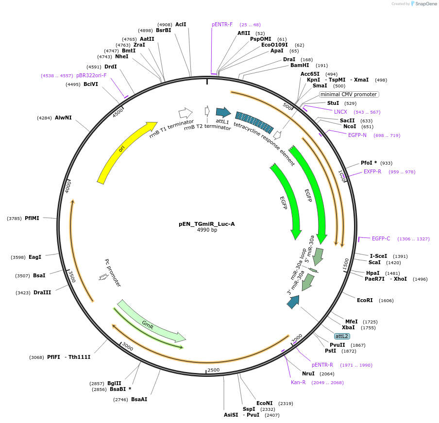 25765-plasmid-map-sequence-id-12090