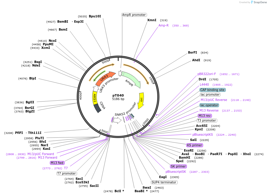 67640-plasmid-map-sequence-id-120917