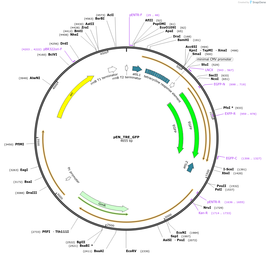 25767-plasmid-map-sequence-id-12092