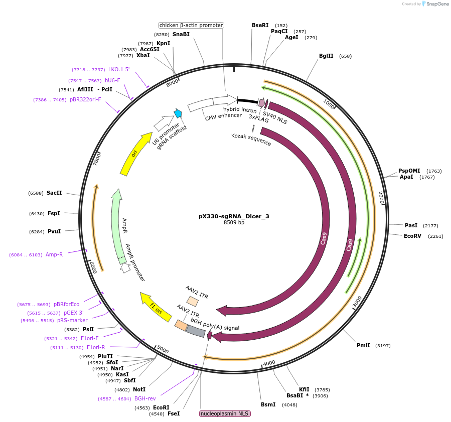68809-plasmid-map-sequence-id-120931