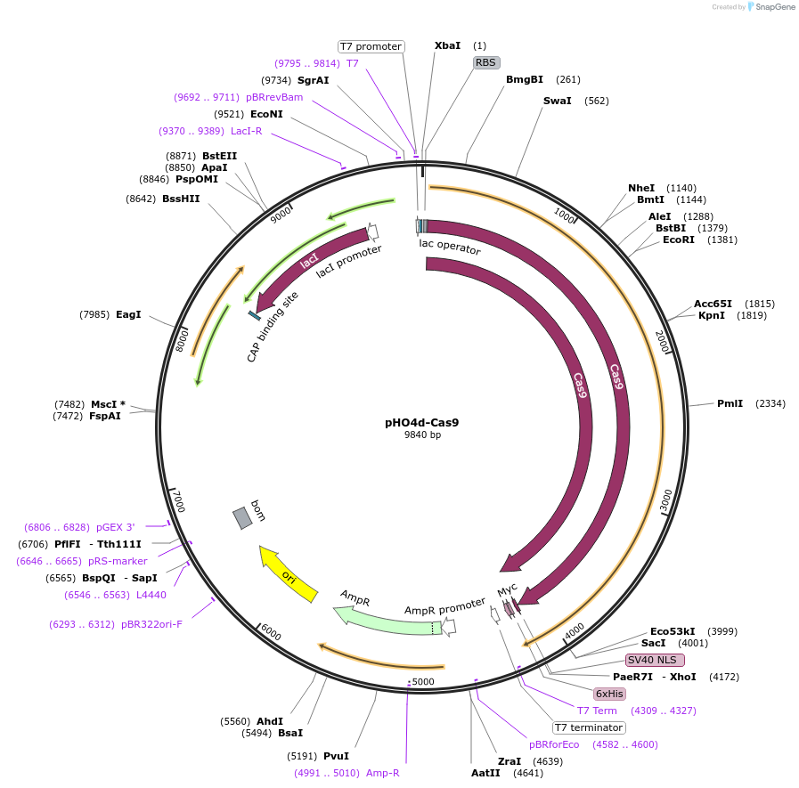 67881-plasmid-map-sequence-id-120935