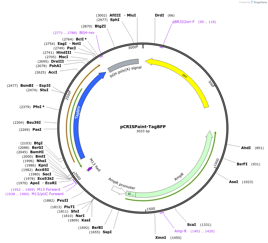 67168-plasmid-map-sequence-id-120939