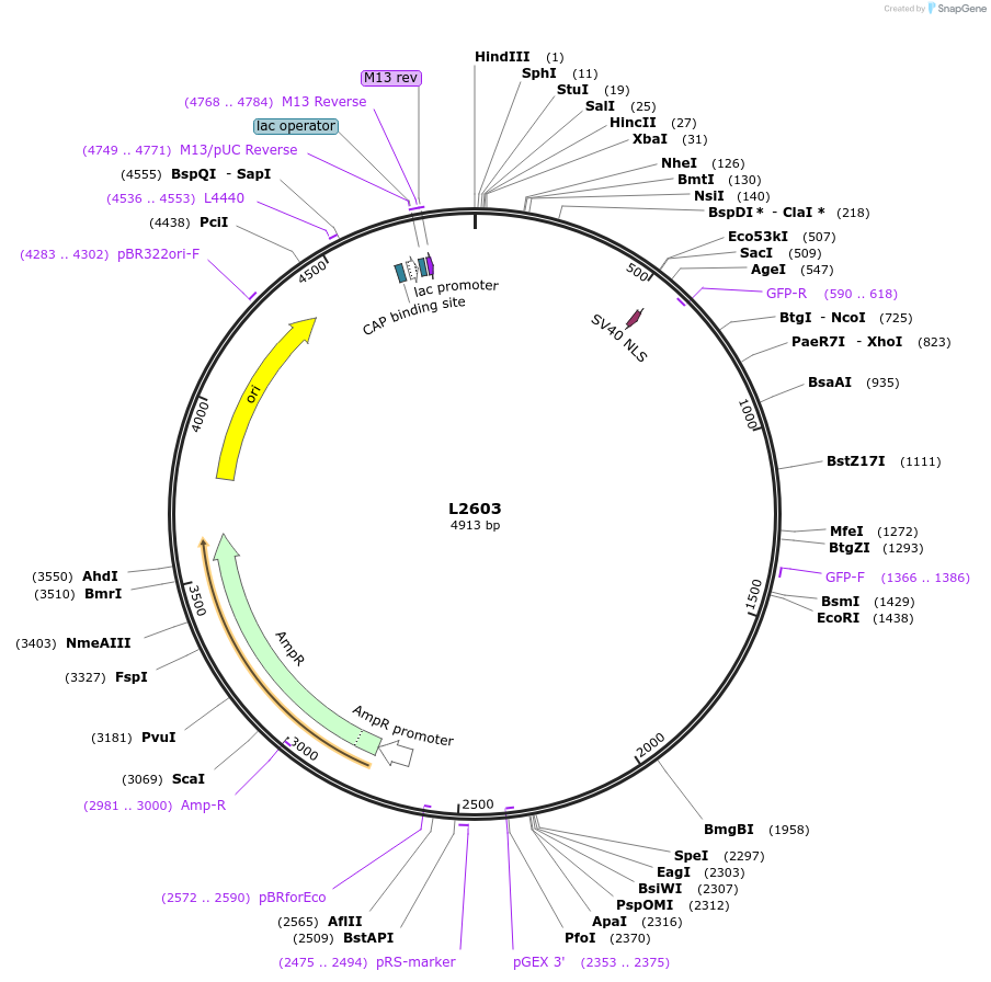 1511-plasmid-map-sequence-id-121