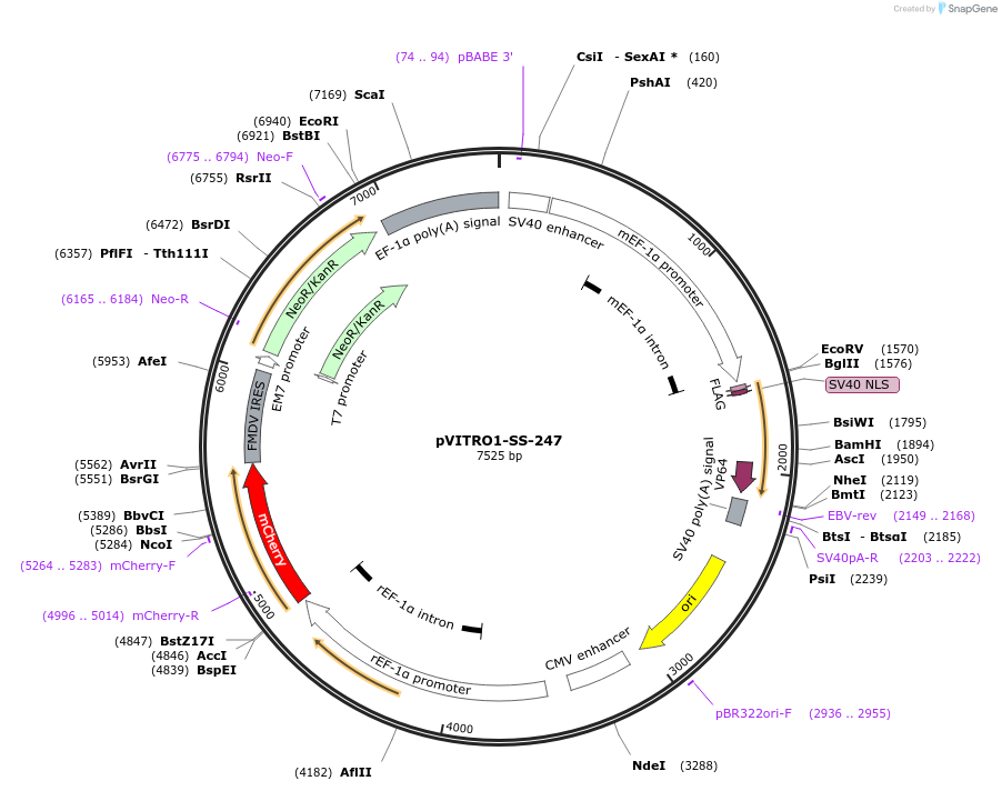 68761-plasmid-map-sequence-id-121009