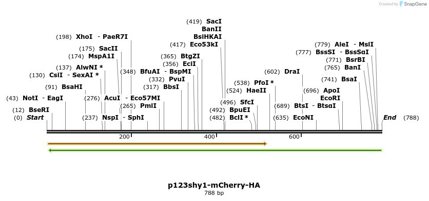 121039_map