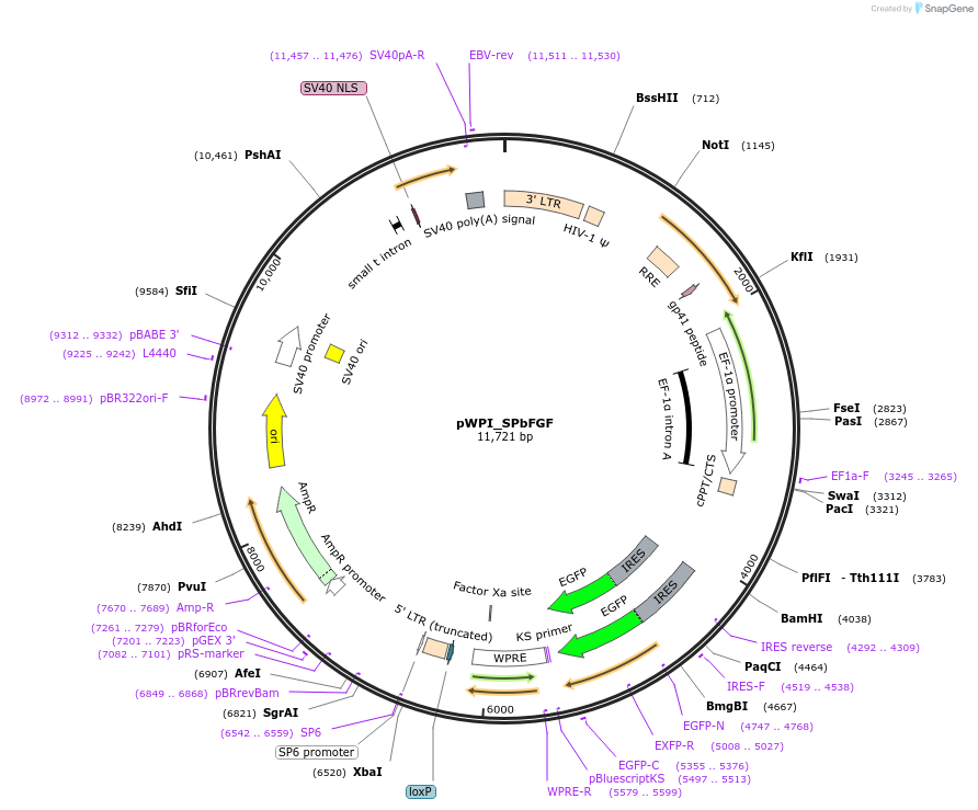 25812-plasmid-map-sequence-id-12105
