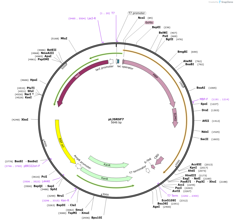 64693-plasmid-map-sequence-id-121056