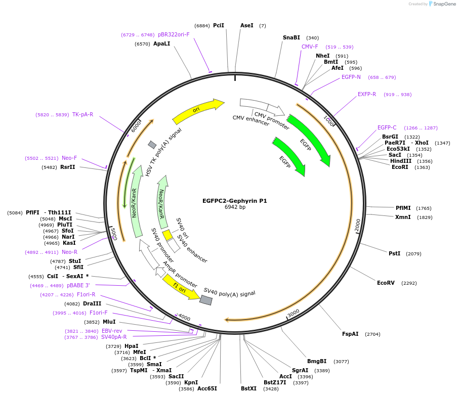 68815-plasmid-map-sequence-id-121057