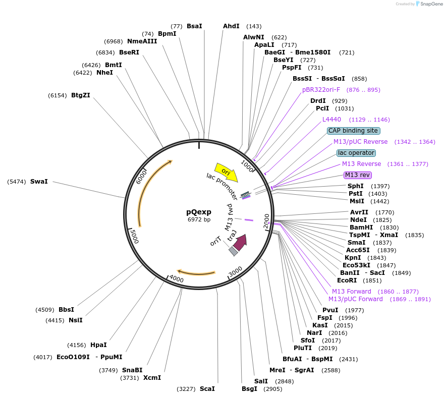 25820-plasmid-map-sequence-id-12110