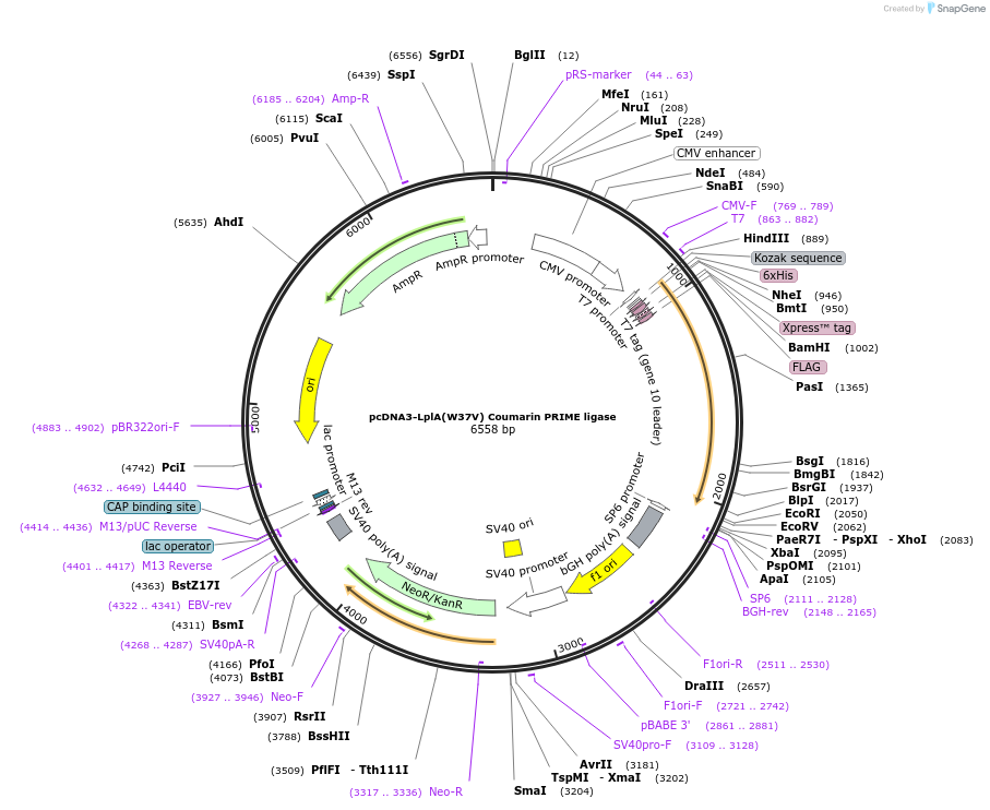 25845-plasmid-map-sequence-id-12113