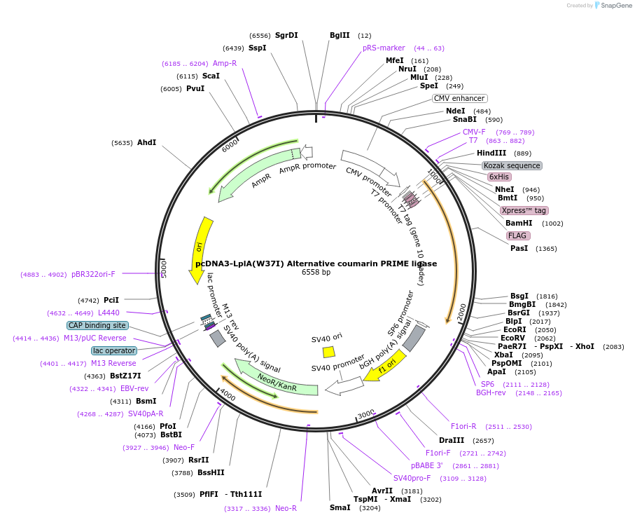 25846-plasmid-map-sequence-id-12114