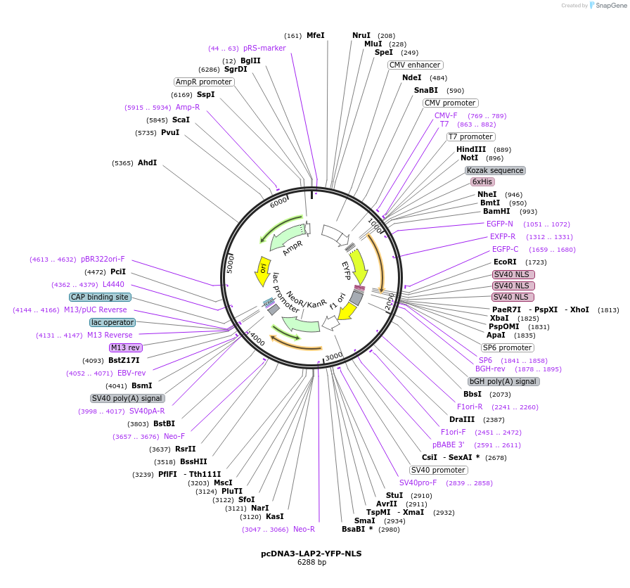 25847-plasmid-map-sequence-id-12115