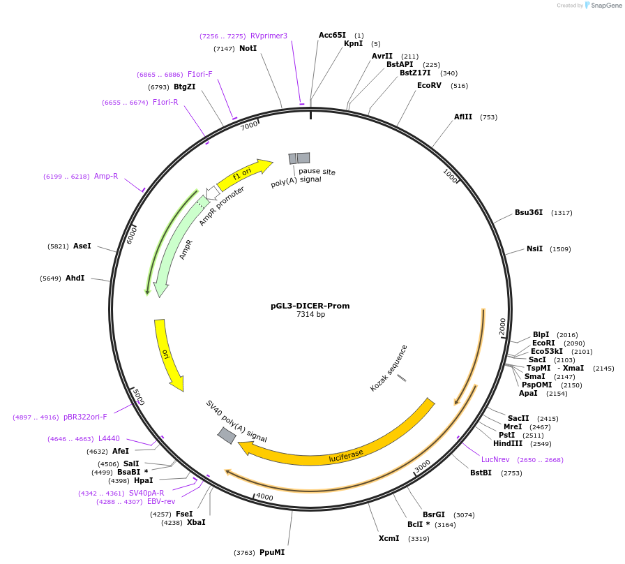 25851-plasmid-map-sequence-id-12116