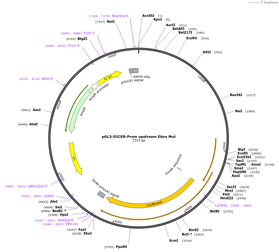 25852-plasmid-map-sequence-id-12117