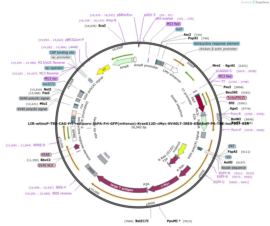 67277-plasmid-map-sequence-id-121189