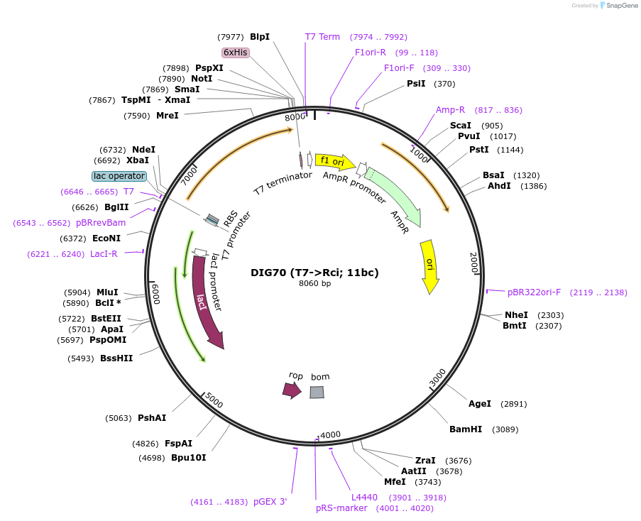 68835-plasmid-map-sequence-id-121218