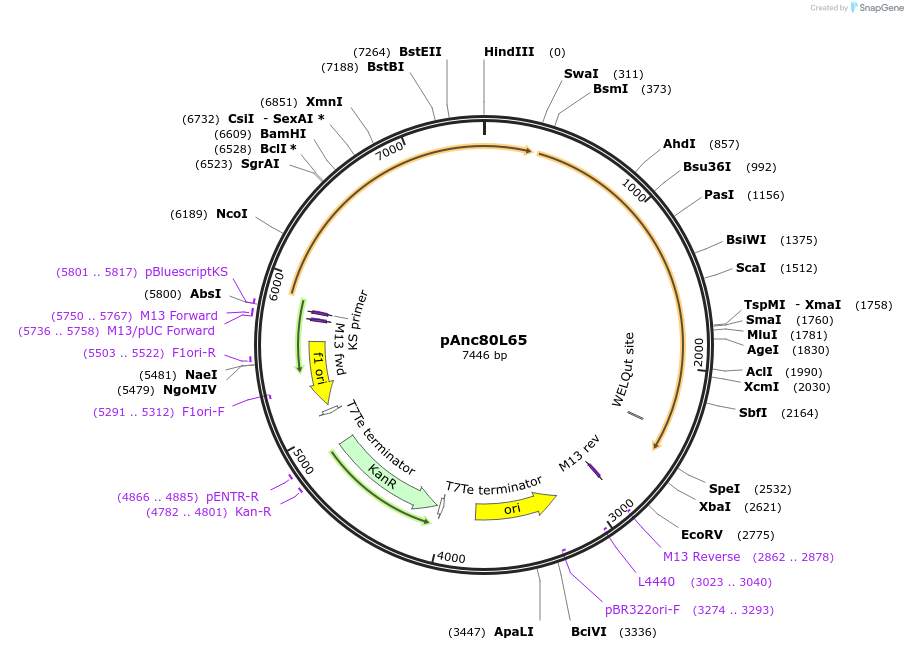 68837-plasmid-map-sequence-id-121219