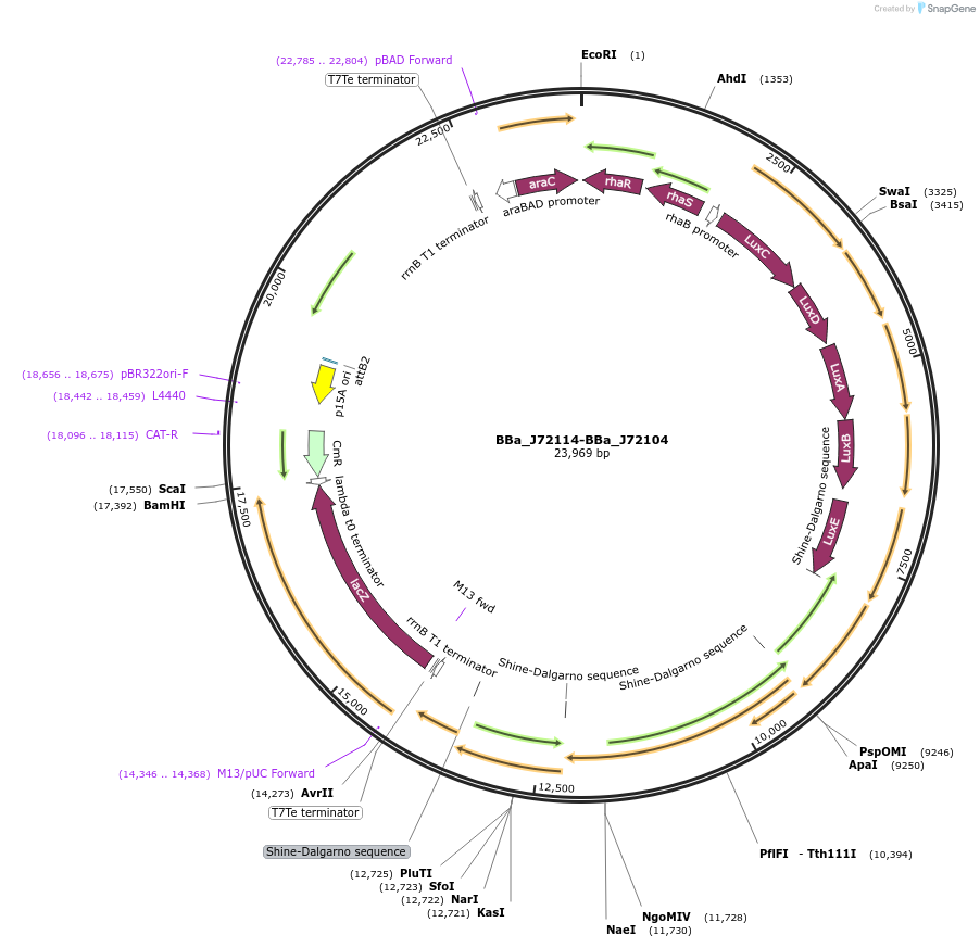 40783-plasmid-map-sequence-id-121249