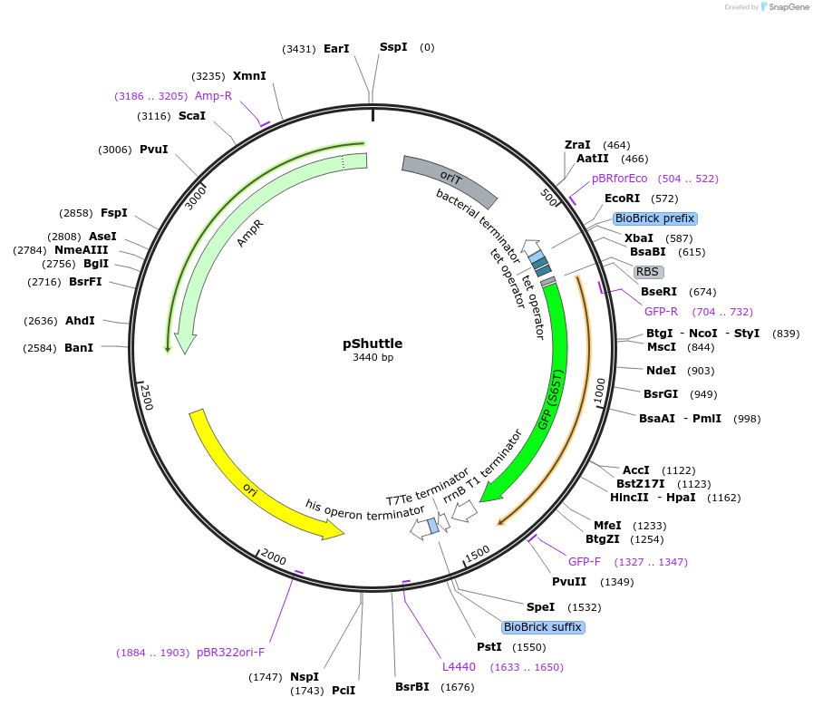 67964-plasmid-map-sequence-id-121277