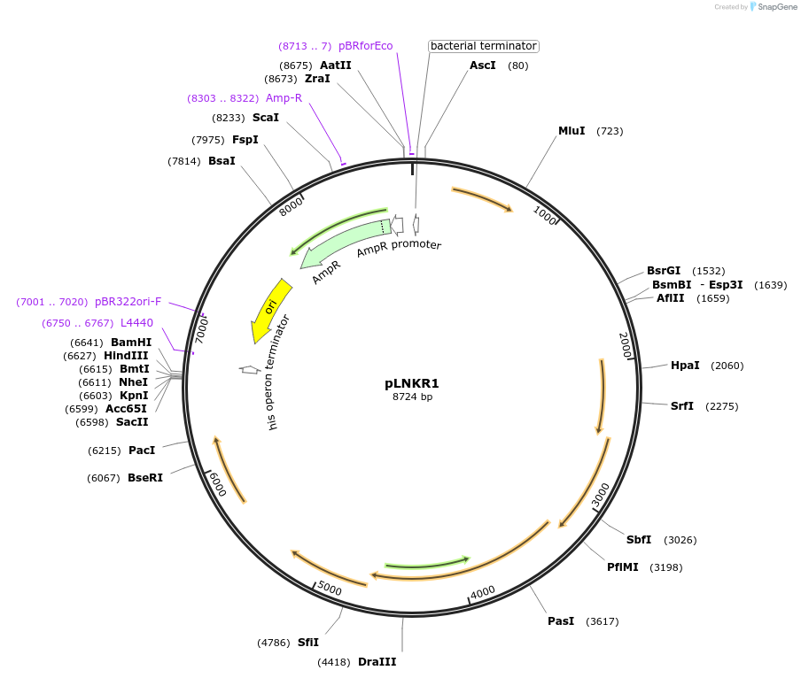 67968-plasmid-map-sequence-id-121285